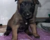 Belgian Shepherd Dog (Groenendael)