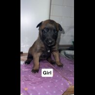 Belgian Shepherd Dog (Groenendael)