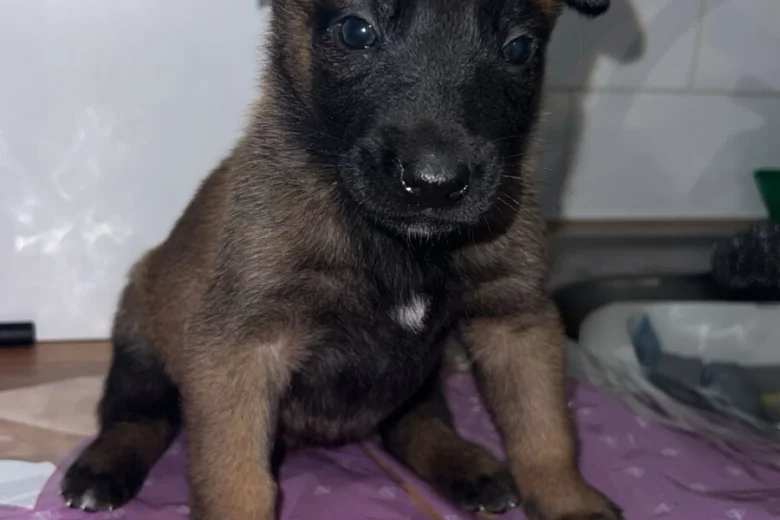Belgian Shepherd Dog (Groenendael)