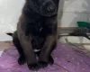 Belgian Shepherd Dog (Groenendael)