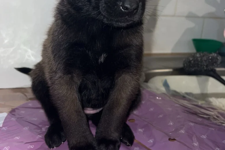 Belgian Shepherd Dog (Groenendael)