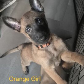 Belgian Shepherd Dog Malinois