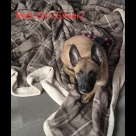 Belgian Shepherd Dog Malinois