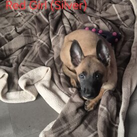 Belgian Shepherd Dog Malinois