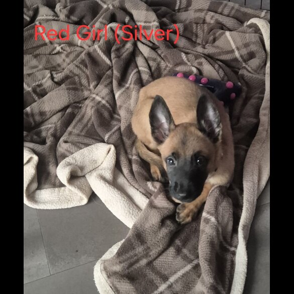 Belgian Shepherd Dog Malinois