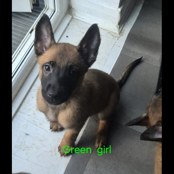 Belgian Shepherd Dog Malinois