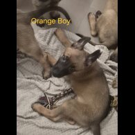 Belgian Shepherd Dog Malinois