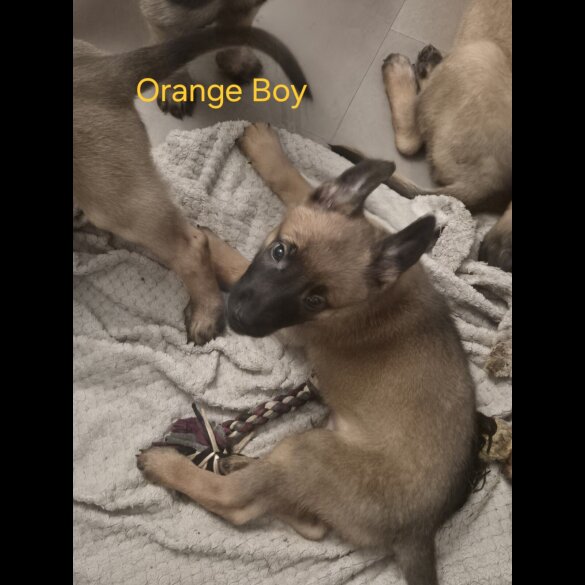 Belgian Shepherd Dog Malinois