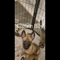 Belgian Shepherd Dog Malinois