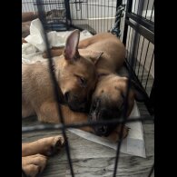 Belgian Shepherd Dog Malinois