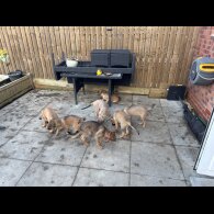 Belgian Shepherd Dog Malinois