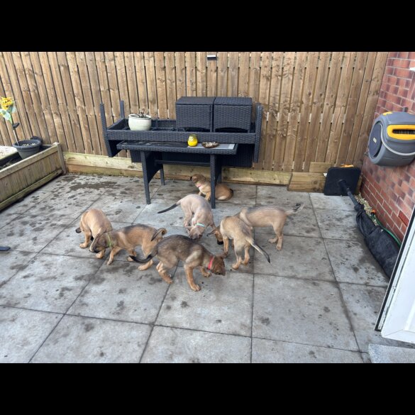 Belgian Shepherd Dog Malinois