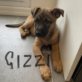 Belgian Shepherd Dog Malinois