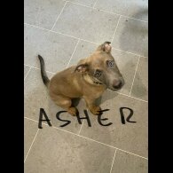 Belgian Shepherd Dog Malinois