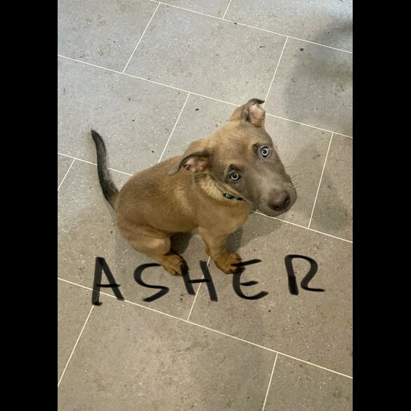 Belgian Shepherd Dog Malinois