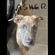 Belgian Shepherd Dog Malinois