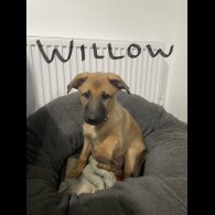 Belgian Shepherd Dog Malinois