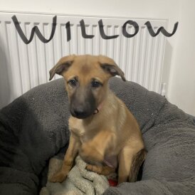 Belgian Shepherd Dog Malinois