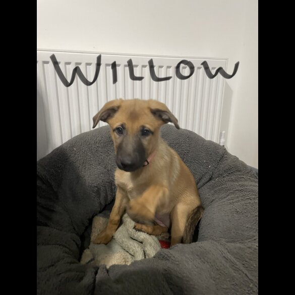 Belgian Shepherd Dog Malinois