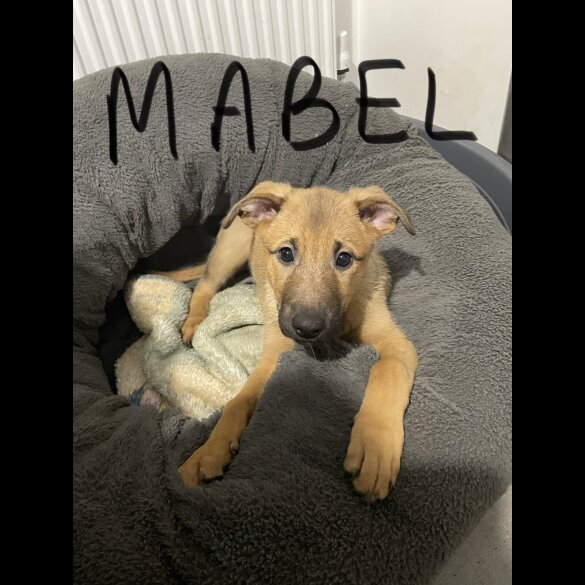 Belgian Shepherd Dog Malinois