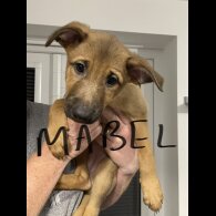 Belgian Shepherd Dog Malinois