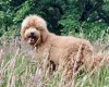Bernedoodle