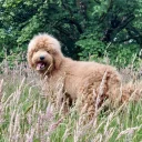 Bernedoodle