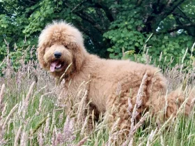 Bernedoodle
