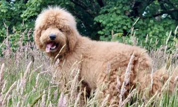 Bernedoodle