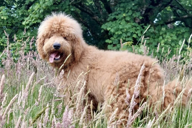Bernedoodle