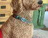 Bernedoodle