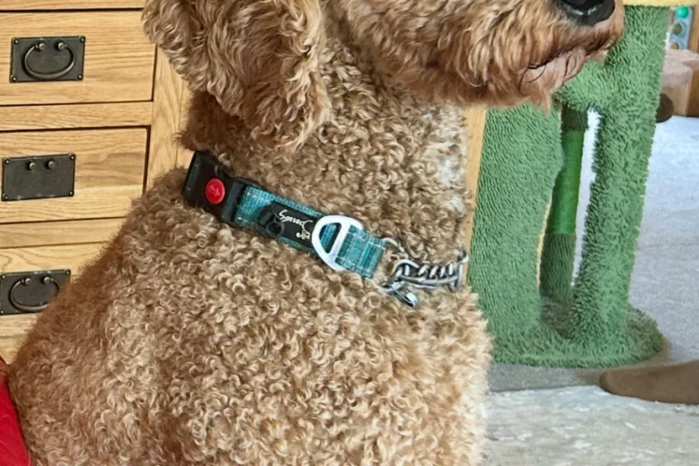 Bernedoodle