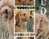Bernedoodle