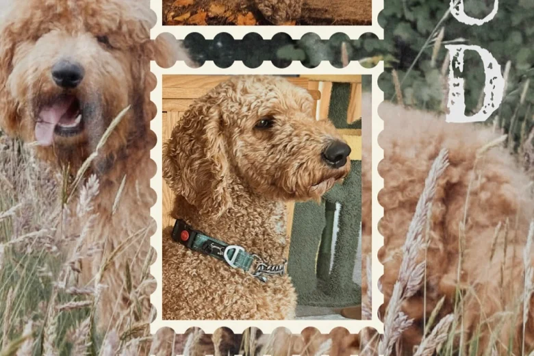 Bernedoodle
