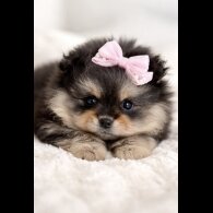 Pomeranian