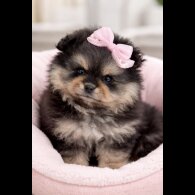 Pomeranian