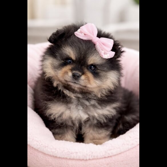 Pomeranian