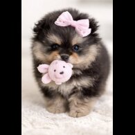 Pomeranian