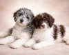 Mixed Breed