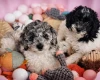 Mixed Breed