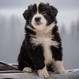 Border Collie