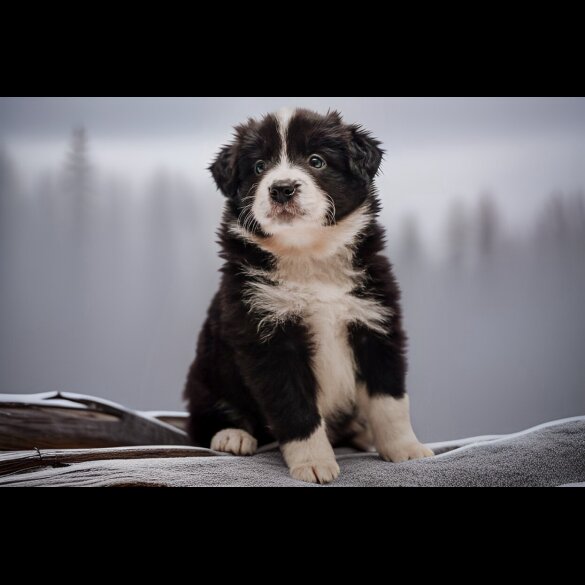 Border Collie