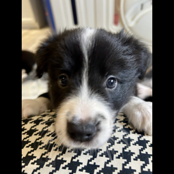 Border Collie