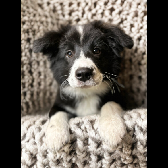 Border Collie