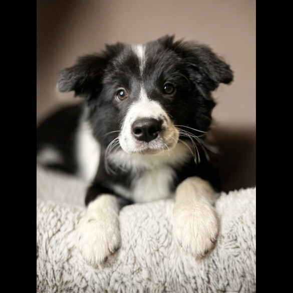 Border Collie