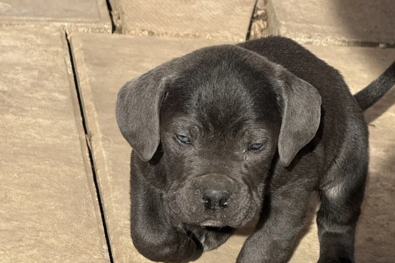 Cane Corso