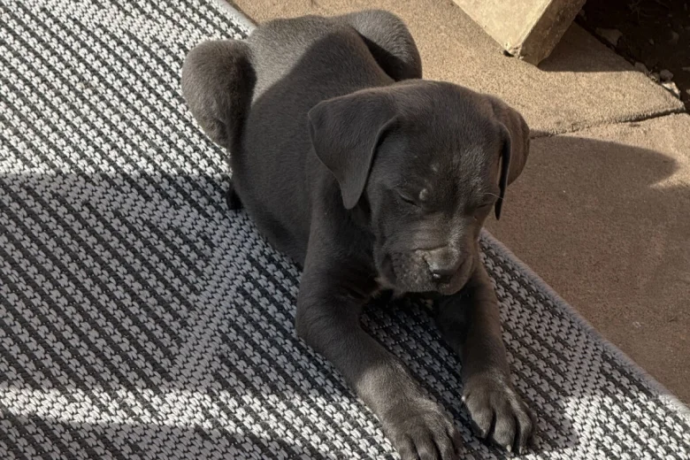Cane Corso