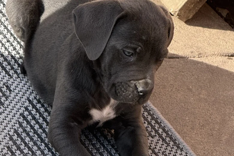 Cane Corso