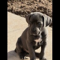 Cane Corso