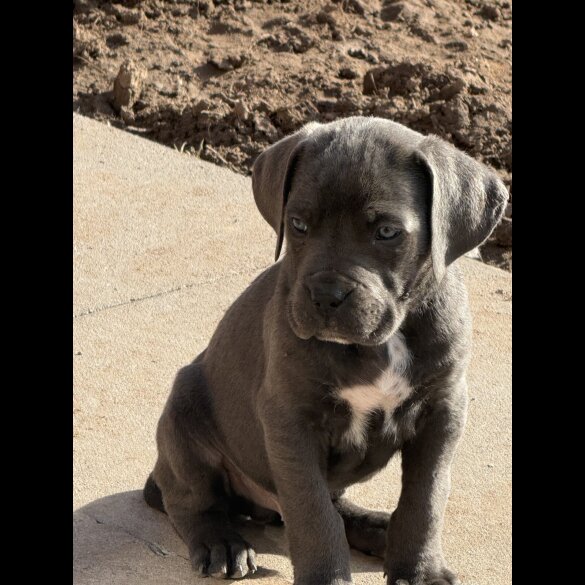 Cane Corso